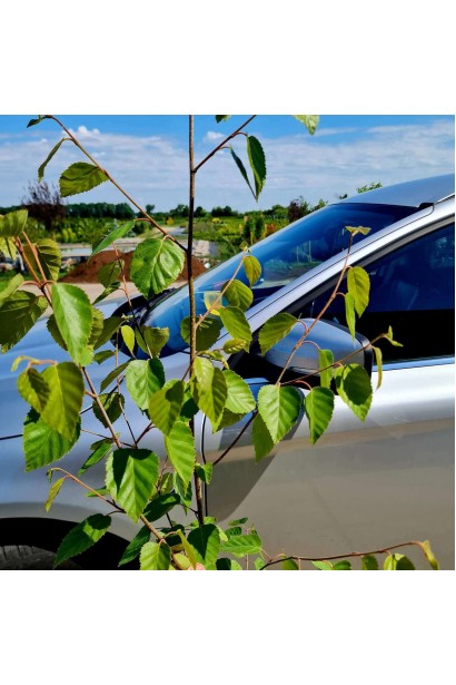 Береза полезная Жакмана - 5л/вис.160-180см/Ø40-60см